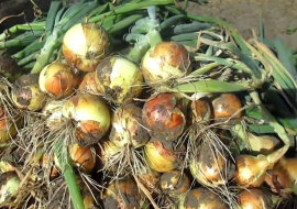 Teraz co roku uzyskuję duże zbiory cebuli: 4 proste wskazówki