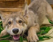 Czy widziałeś kiedyś najżyczliwszego wilka na świecie?