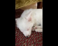 Facet pokazał prawdziwą radość niesłyszącego szczeniaka, gdy ten widzi właściciela domu. Wideo