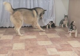 Tatuś husky jest bardzo podekscytowany gdy widzi swoje szczenięta. Zobacz jego reakcję