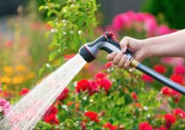 Podlewanie w godzinach wieczornych nie ma sensu: ogrodniczka mówi o sztuczkach podlewania ogrodu