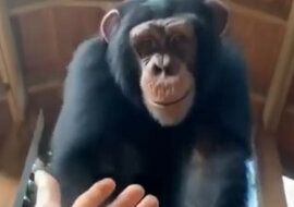 Małpka! Zabawny moment z udziałem szympansa i człowieka rozweselił Internet. Wideo