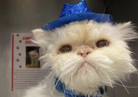 Kot obchodził swoje 19. urodziny: wygląda bardzo dobrze