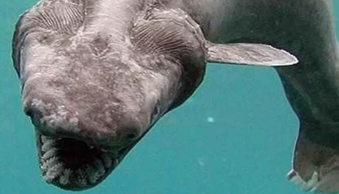 W Portugalii złapano prehistorycznego rekina