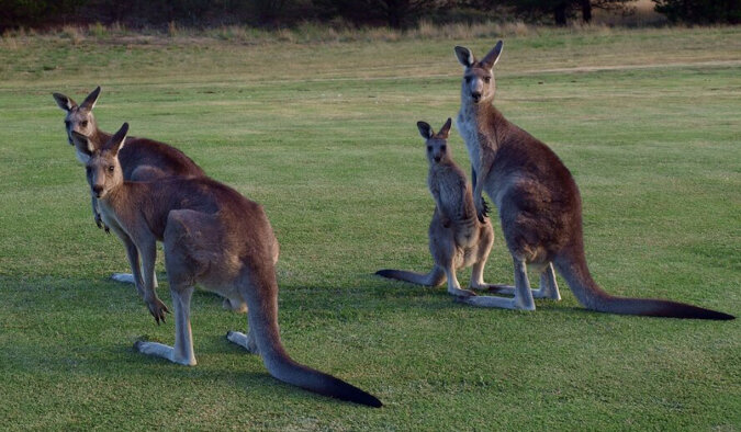 Torba kangura: jak wygląda w środku