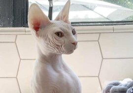 Właściwie nigdy nie lubiłem sfinksów, tych nagich kotów