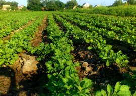 Jak szybko pozbyłem się stonki ziemniaczanej. Super sposób