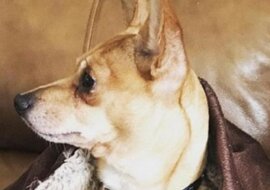Chudy pies nieśmiało położył łapy na kolanach ludzi, a oni zdali sobie sprawę, że nie mogą się z nim rozstać