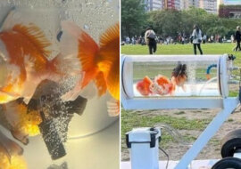 Chłopak zrobił nietypowe akwarium dla swoich rybek