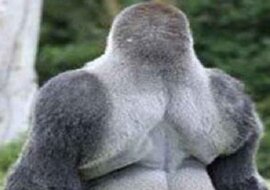 Ten goryl został gwiazdą internetu – gdy się odwróci, zrozumiesz dlaczego