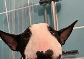 Szczeniak z „wąsami” podbija sieci społecznościowe