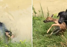 Pies uratował tonącego jelonka w Stanach Zjednoczonych