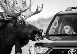 Najlepsze zdjęcia dzikiej przyrody wybrane przez internautów