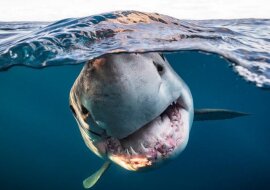 Ogłoszono zwycięzców konkursu „Podwodny Fotograf Roku”