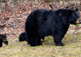 Dzikie niedźwiedzie jeżdżą na huśtawce. Wideo