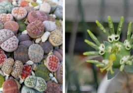 20 niezwykłych sukulentów wyglądających, jakby pochodziły z kosmosu. Zobacz
