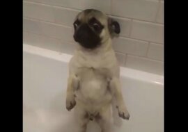 Reakcja mopsa na namowę właściciela by umyć łapy uczyniła go gwiazdą Internetu