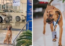 Bezdomny pies często pojawiał się w salonie samochodowym. Pracownicy zdecydowali się go zatrudnić
