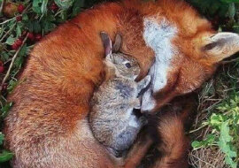 20 zdjęć najbardziej niezwykłej przyjaźni w świecie zwierząt