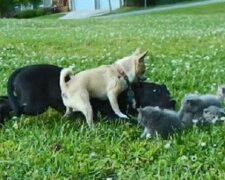 Malutki piesek chihuahua o imieniu Charlie uratował kociaki przed dużym psem