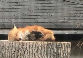 Słodki lis śpiący na pniu rozśmieszył wielu ludzi