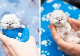 Kociak, który ma przydomek Dziadek, podbija serca ludzi