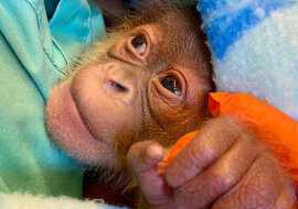 W amerykańskim Zoo urodził się niezwykle rzadki rodzaj ssaka naczelnego - orangutan