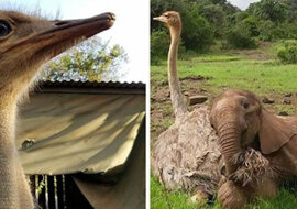 Osieroconego słonia pocieszył struś. Teraz ta dwójka cały czas się przytula