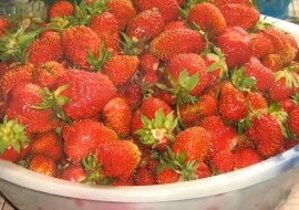 Pierwszy zbiór truskawek jest duży, a następnie rosną małe jagody. Pokażę, jak tego uniknąć