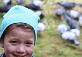 Dziewczynka codziennie dokarmiała ptaki, w końcu zaczęły jej się odwdzięczać