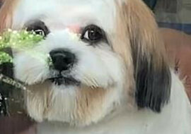 Pozytywny moment: Szczeniak Shih Tzu uśmiecha się do właścicielki podczas wizyty u groomera