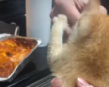 Ten kot zjada smakołyki z taką przyjemnością, że wszyscy mogą mu pozazdrościć. Wideo