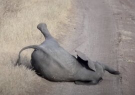 Małe słonie potrafią kaprysować? Oczywiście, że tak. Zachowują się jak 3-letnie dzieci. Wideo