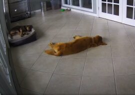 Troskliwy pies uspokoił innego psa, który miał zły sen. Słodkie wideo