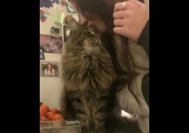 Dziewczyna postanowiła sprawdzić reakcję kota na pocałunek i była rozczarowana. Zabawne wideo