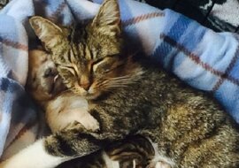 Jego matka zginęła w wypadku gdy miał parę dni. Wtedy ta kotka adoptuje szczeniaka