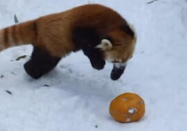 Panda czerwona bawi się dynią na śniegu