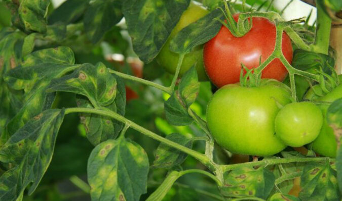 Co zrobić z liśćmi pomidora - przyciąć je czy zostawić na krzaku?