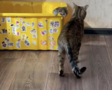 Kotka zmęczona kociętami rozśmieszyła sieci społecznościowe. Wideo