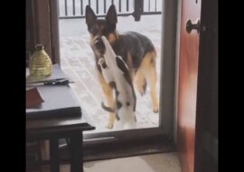 Kochający kot zrobił tak by pies zareagował na emocje - wzruszające wideo