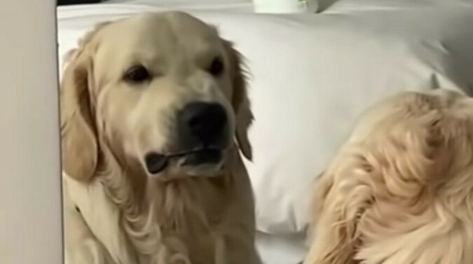 Szkolenie psa przed lustrem zostało nagrane na wideo