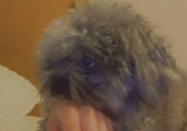Pies gryzący dziewczynę udaje niewinnego, gdy ona woła mamę. Zabawne wideo