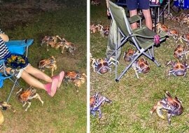 Dziesiątki ogromnych głodnych krabów zakłóciły rodzinny piknik w Australii