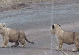 Dzielne lwiątka uczą się przechodzić przez jezdnię: wideo