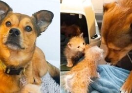 Pies nie mógł przejść obok porzuconych kociąt i teraz jest ich „adoptowanym tatą”