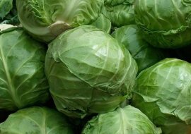 Kapusta bez szkodników: prosty i tani środek