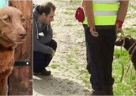 Pies rozpoznał właściciela po zapachu po dwóch latach rozłąki