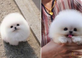 Szpic miniaturowy o imieniu Snowball zadziwia wszystkich, których spotyka