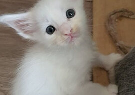 Dziewczyna kupiła zwykłego kota na targu, a rok później zamienił się on w niezwykłego kota