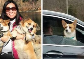 Właściciele corgi dzielą się zdjęciami swoich pupili, których twarze wyrażają jedną emocję - skrajne niezadowolenie